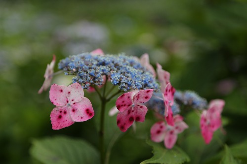 額紫陽花8