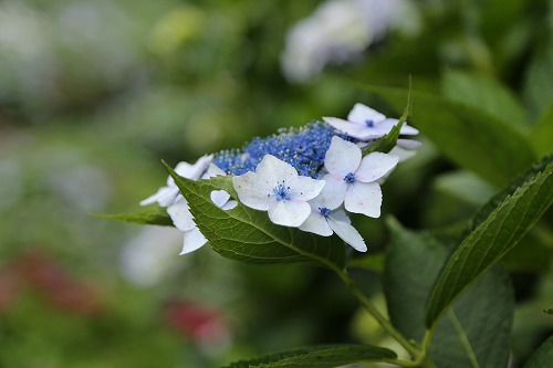 額紫陽花9