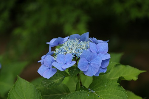 額紫陽花10