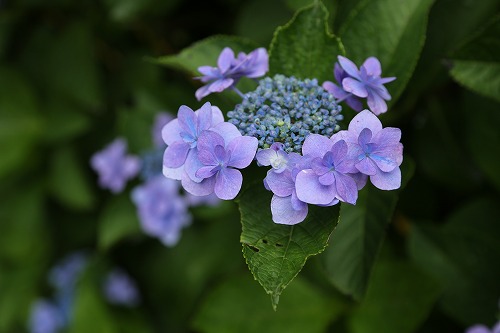 額紫陽花11
