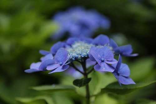 額紫陽花12