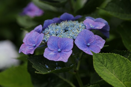 額紫陽花13