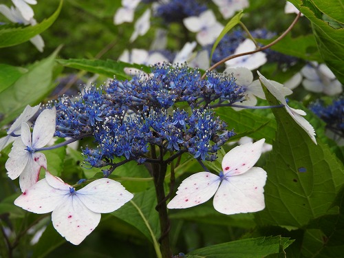 額紫陽花14