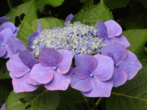 額紫陽花15