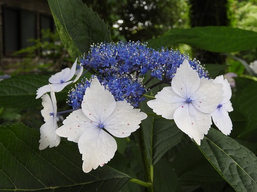 額紫陽花16