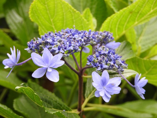 額紫陽花17