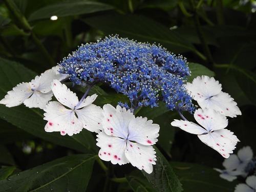 額紫陽花18