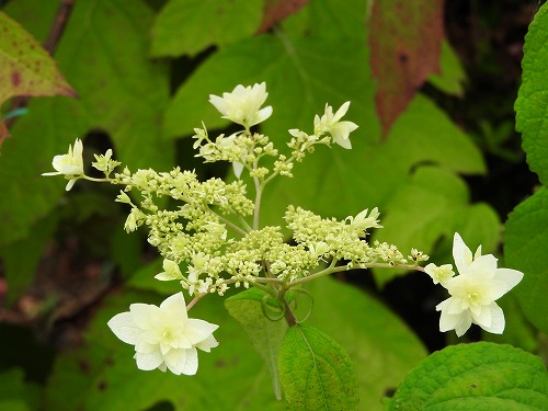 額紫陽花19