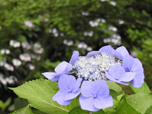 額紫陽花20