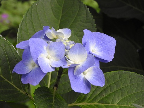 額紫陽花21
