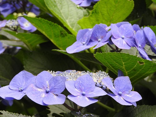 額紫陽花22