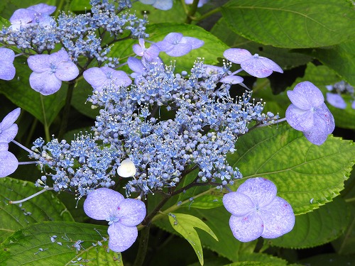 額紫陽花23