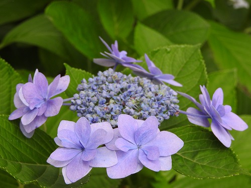 額紫陽花24