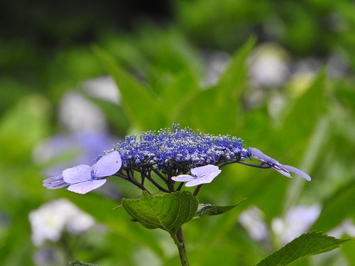 額紫陽花26