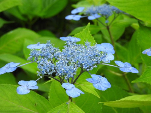 額紫陽花27