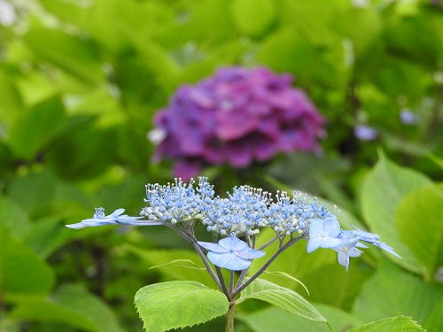 額紫陽花28