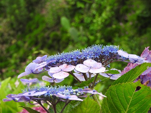 額紫陽花29
