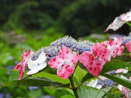 額紫陽花30