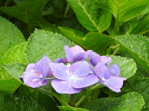 額紫陽花32