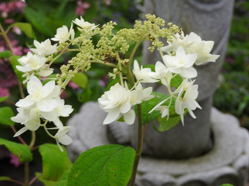 大聖寺8