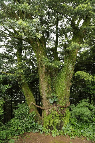 大聖寺12