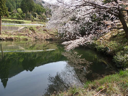 ジラカンスの桜20