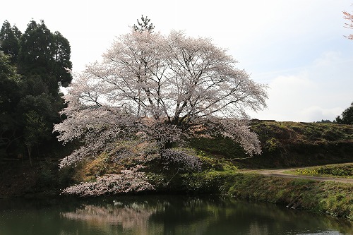 ジラカンスの桜1