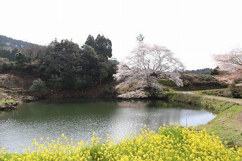 ジラカンスの桜2