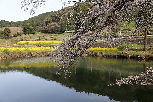 ジラカンスの桜17