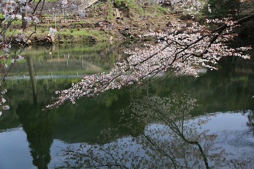 ジラカンスの桜18