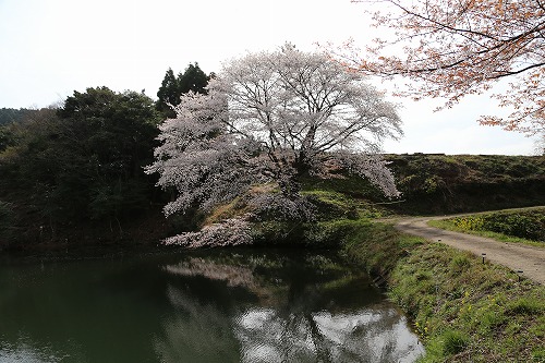ジラカンスの桜6