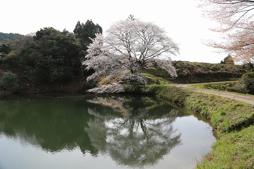 ジラカンスの桜7