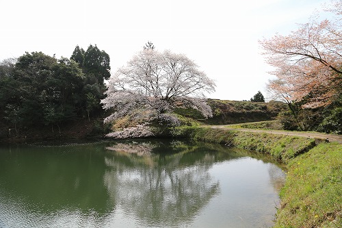ジラカンスの桜9