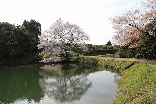 ジラカンスの桜10
