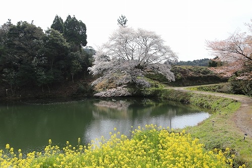 ジラカンスの桜11