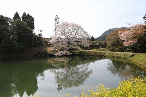 ジラカンスの桜12