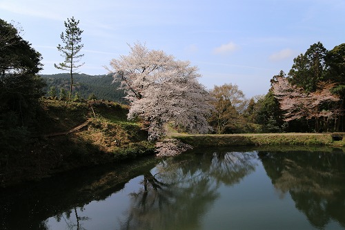 ジラカンスの桜13