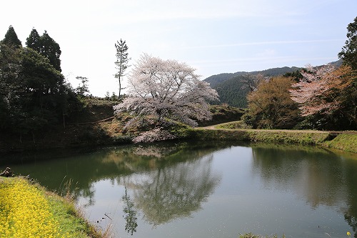 ジラカンスの桜14