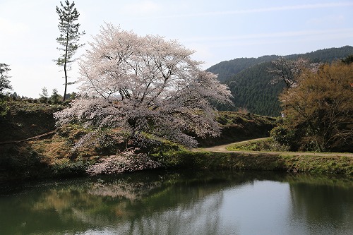 ジラカンスの桜15
