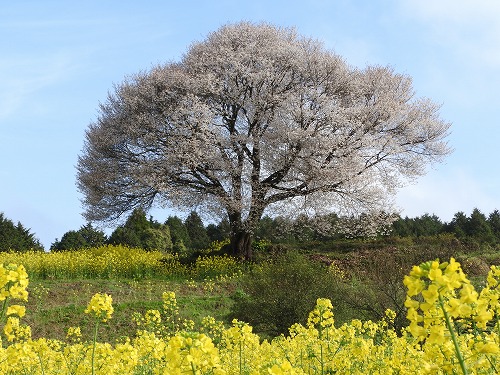 馬場の一本桜1