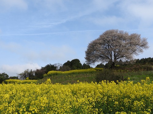 馬場の一本桜12