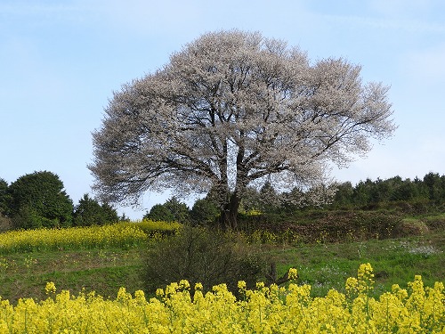 馬場の一本桜2