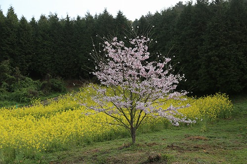 馬場の一本桜11