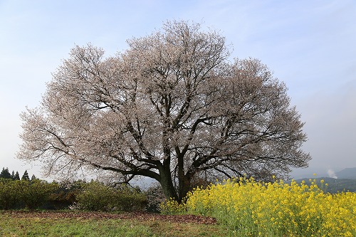 馬場の一本桜3