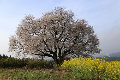 馬場の一本桜4