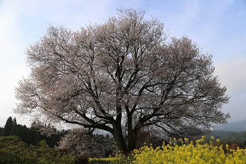 馬場の一本桜5