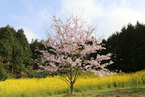 馬場の一本桜10