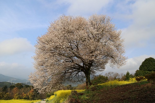 馬場の一本桜6