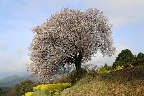馬場の一本桜7