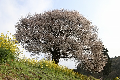 馬場の一本桜8